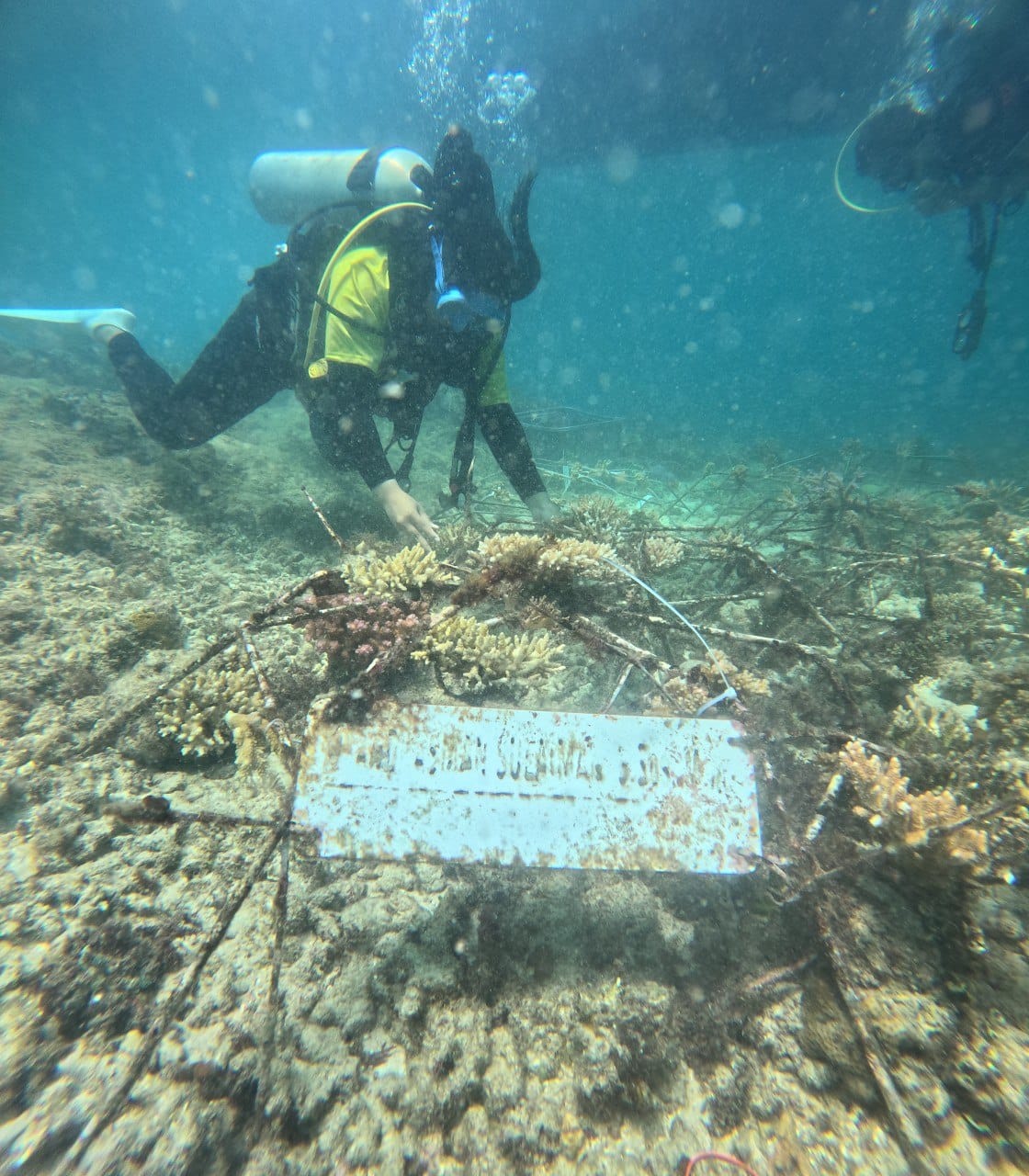Kabar Baik dari Laut Bone, Terumbu Karang Tangkulara Tetap Sehat dan Bertambah 135 Fragmen Baru